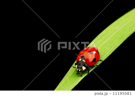 ladybug isolated on black ladybug isolated on black 11195081