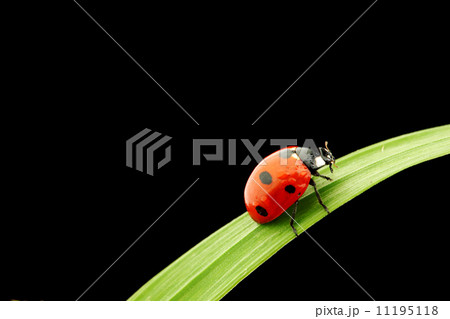 ladybug isolated on black ladybug isolated on black 11195118