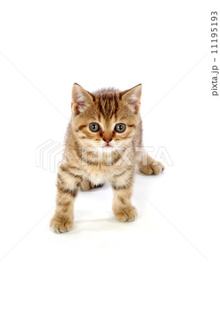 isolated cat 11195193
