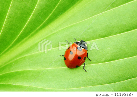 ladybug on leaf 11195237