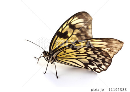 idea leuconoe isolated 11195388
