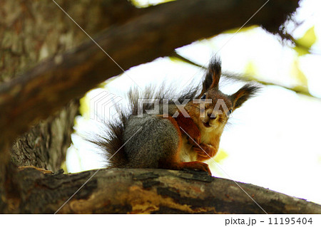 squirrel in autumn forest squirrel in autumn forest 11195404