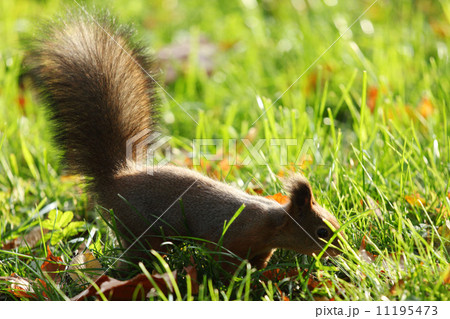 squirrel in the autumn forest squirrel in the autumn forest 11195473