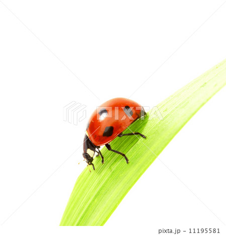 ladybug on grass 11195581