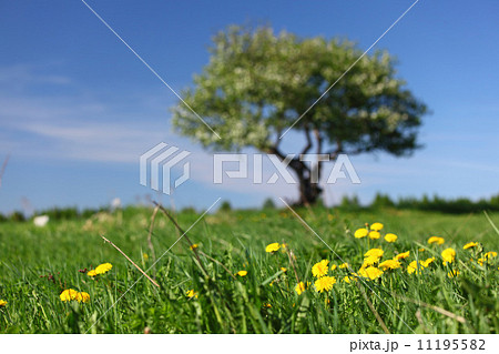 alone tree alone tree 11195582