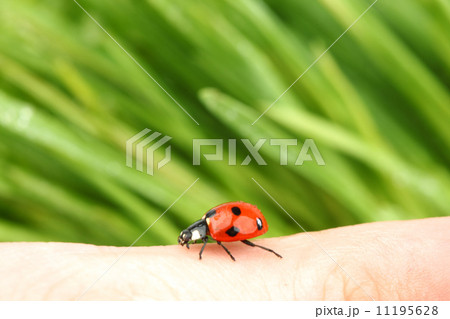 ladybug on finger 11195628
