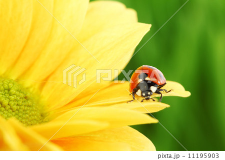 ladybug on yellow flower 11195903
