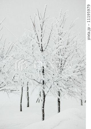 winter trees 11195979
