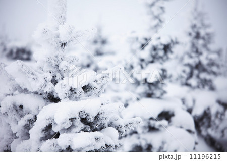 winter trees winter trees 11196215