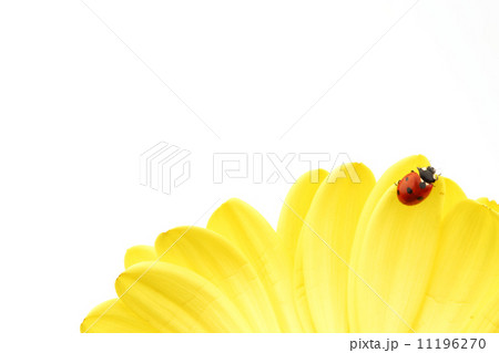 ladybug on yellow flower ladybug on yellow flower 11196270