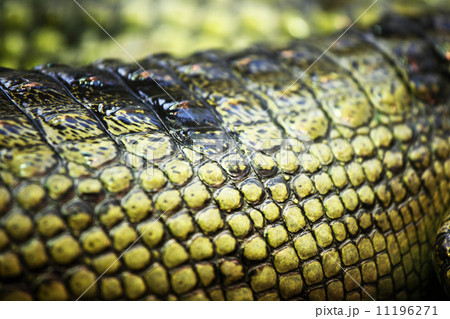 gavial crocodile gavial crocodile 11196271