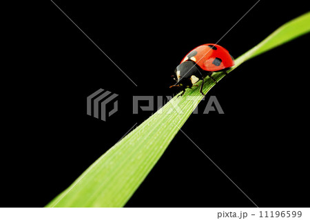 ladybug isolated on black ladybug isolated on black 11196599