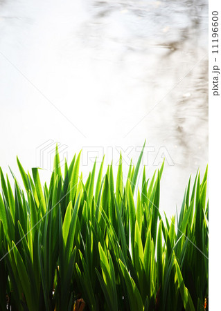 grass grass 11196600