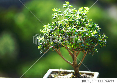 bonsai bonsai 11196644