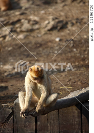 monkeys zoo monkeys zoo 11196726