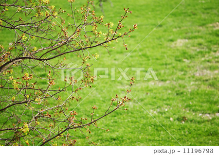 branches branches 11196798