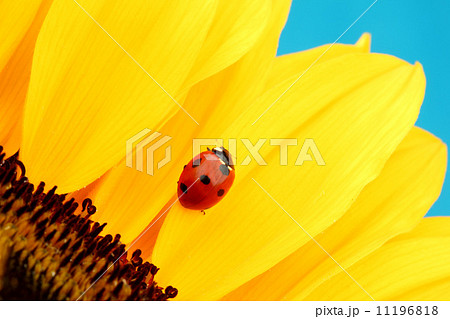 ladybug on sunflower ladybug on sunflower 11196818