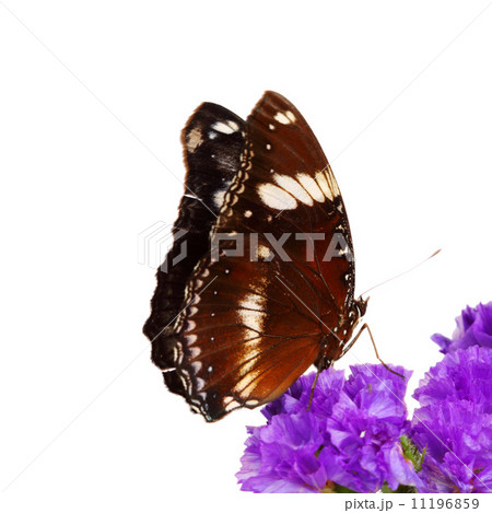 hypolimnas bolina 11196859