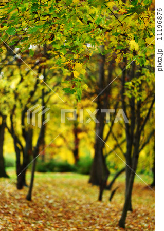 autumn trees 11196876