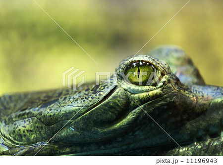 gavial crocodile gavial crocodile 11196943