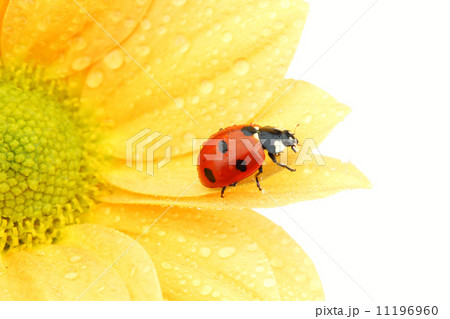 ladybug on yellow flower 11196960