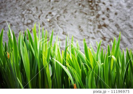 grass grass 11196975