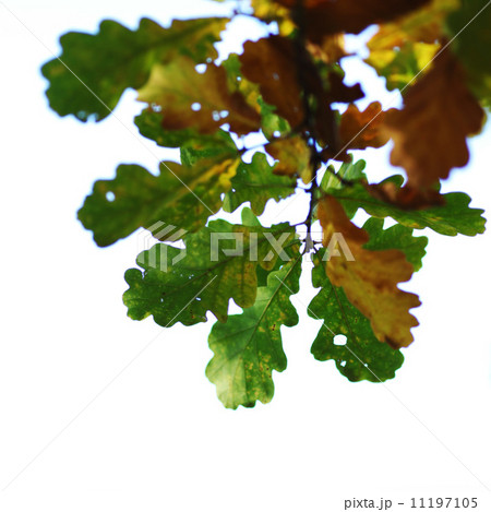 autumn leaves close up 11197105