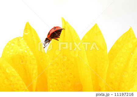 ladybug on sunflower 11197216
