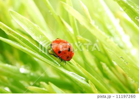 ladybug on grass ladybug on grass 11197260
