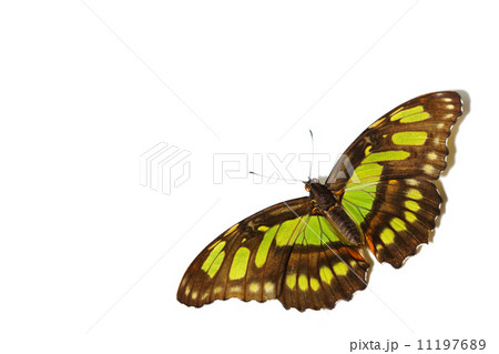 Siproeta stelenes Siproeta stelenes 11197689