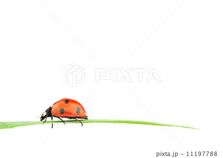 ladybug on grass ladybug on grass 11197788