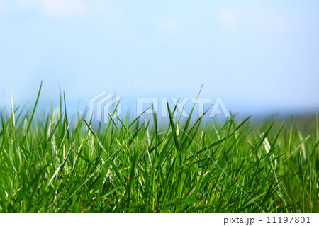 green grass 11197801