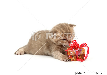 isolated cat and gift 11197879