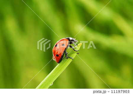 ladybug on grass ladybug on grass 11197903