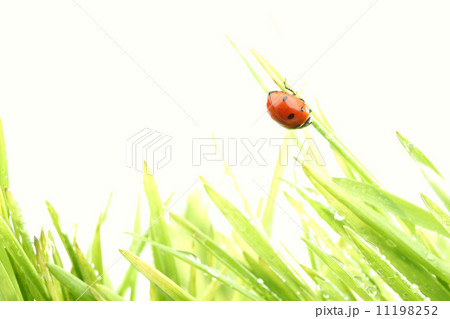 ladybug on grass ladybug on grass 11198252