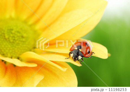 ladybug on yellow flower 11198253