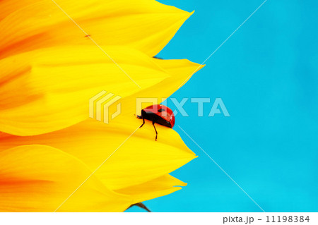 ladybug on sunflower 11198384