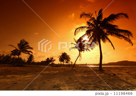 sunrise palm sunrise palm 11198466