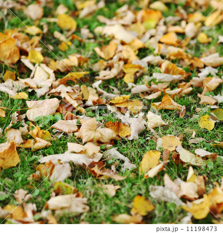 autumn leaves close up autumn leaves close up 11198473