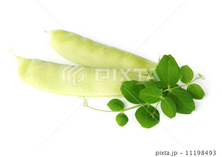Pea isolated on white Pea isolated on white 11198493