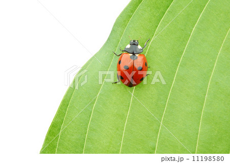 ladybug on leaf 11198580