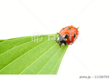 ladybug on leaf ladybug on leaf 11198705