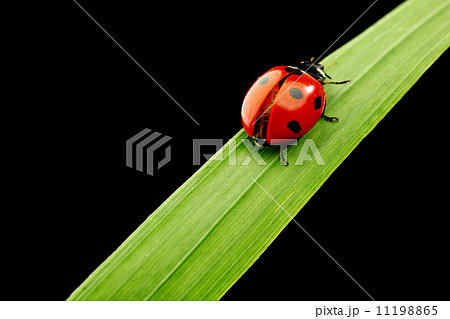 ladybug isolated on black 11198865