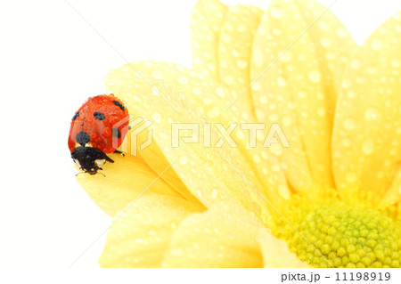 ladybug on yellow flower 11198919