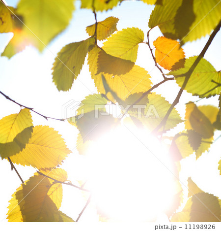 autumn leaves close up 11198926