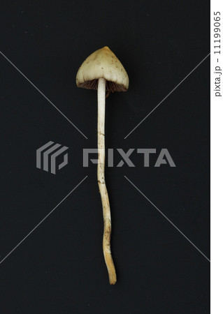 psilocybe semilanceata 11199065