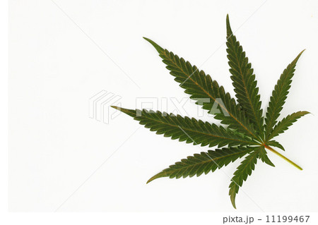 cannabis leaf cannabis leaf 11199467