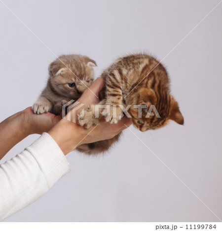 cat in hands cat in hands 11199784