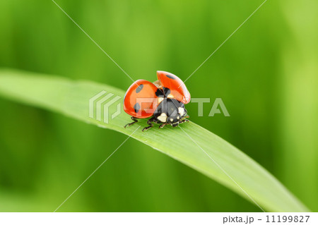 ladybug on grass 11199827