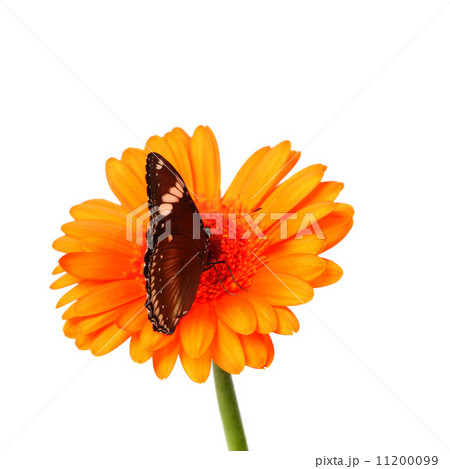 hypolimnas bolina hypolimnas bolina 11200099